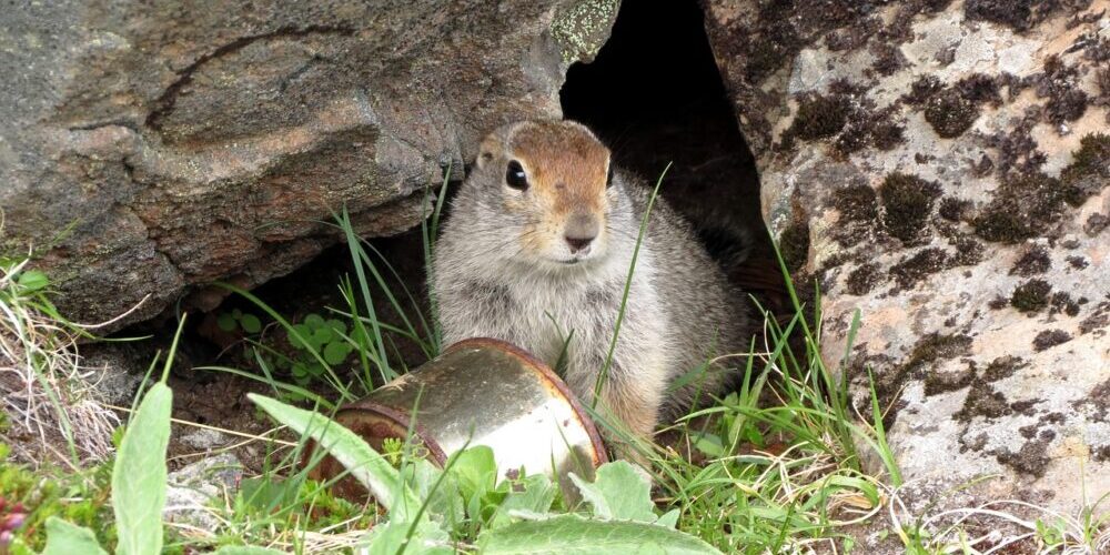 Trash Removal - Wampsville NY