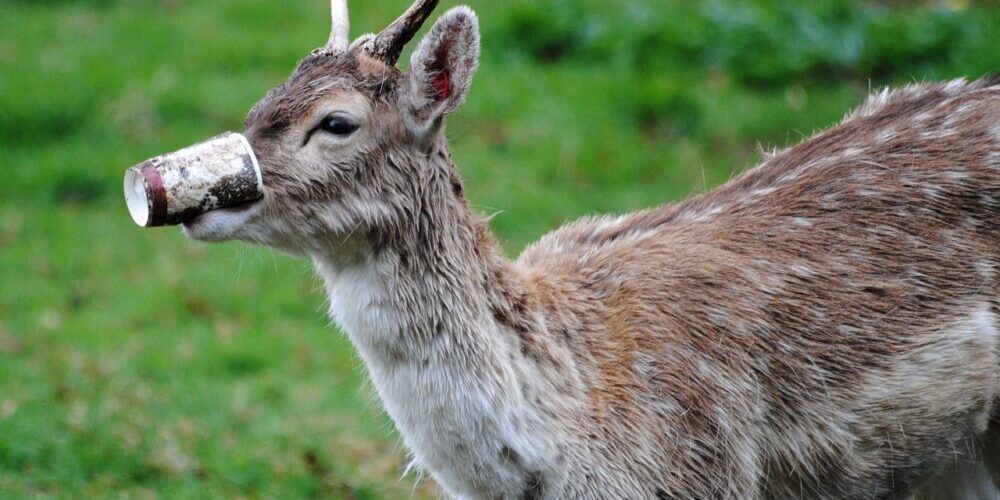 Who Picks up trash in my area