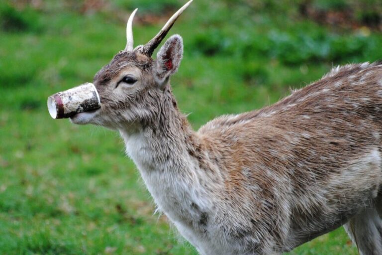 Who Picks up trash in my area