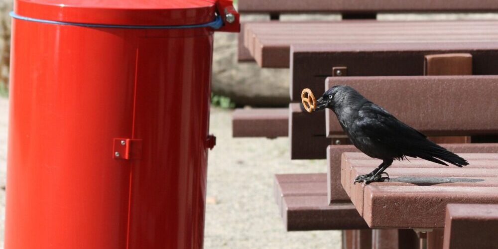 Trash Removal Fort Collins