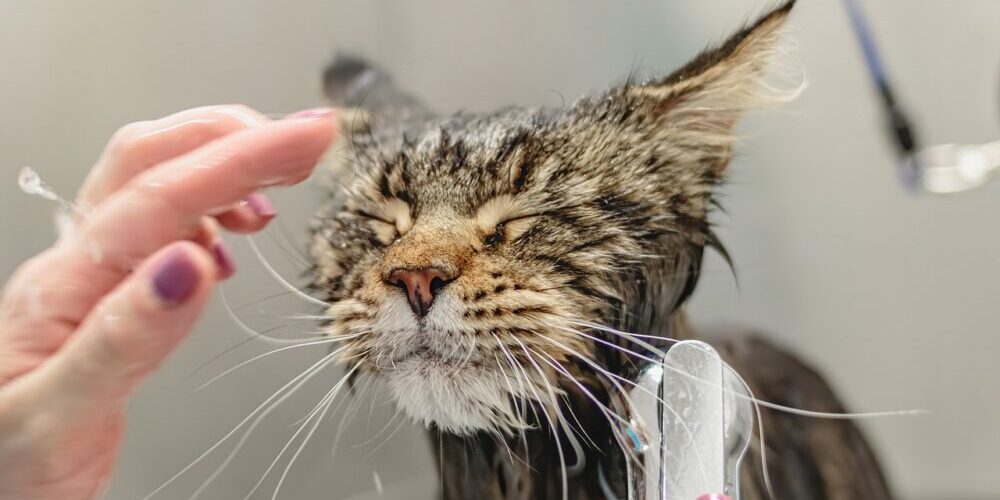 cat grooming in Columbus, Ohio